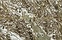 Carte_Nord_Bearn_1750